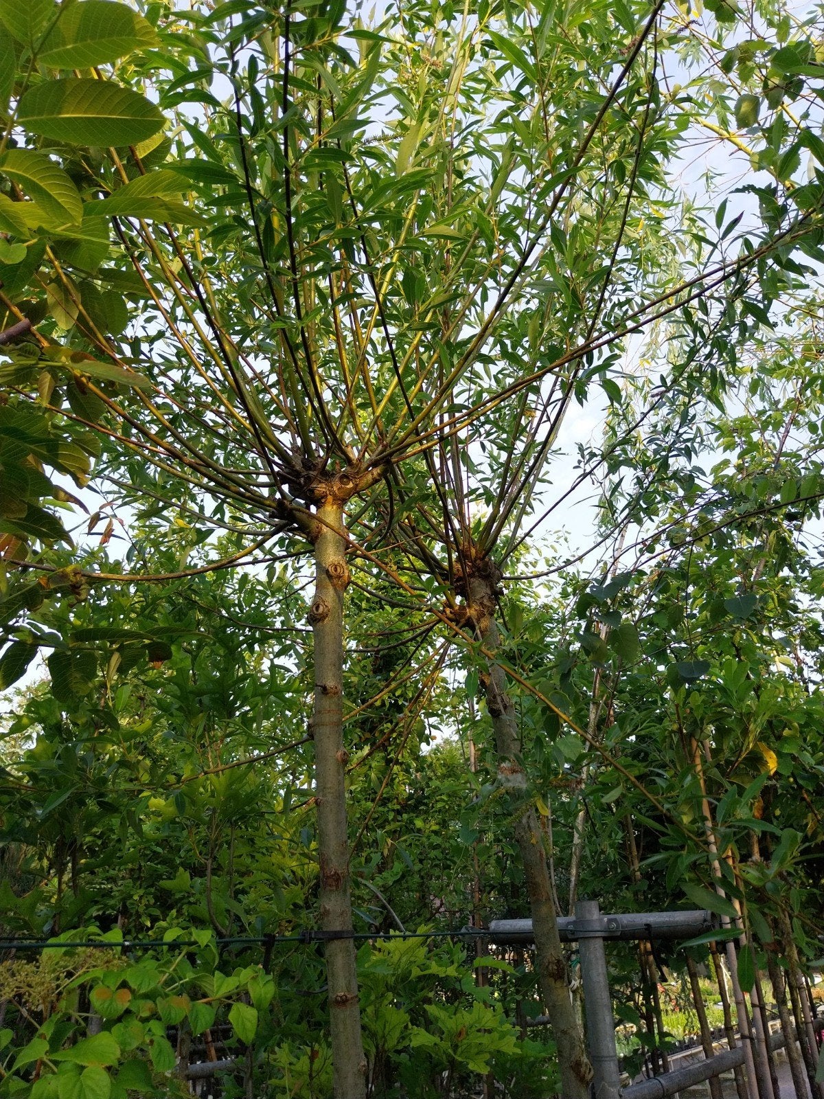 Knotwilgen (Salix Alba) - Prachtige Bomen voor Uw Tuin, Ophalen, Volle zon, Overige soorten