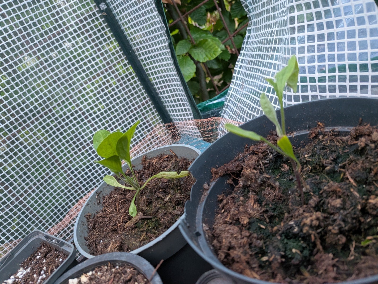 6 Aubergine plantjes, Ophalen, Minder dan 100 cm, Overige soorten, Zomer