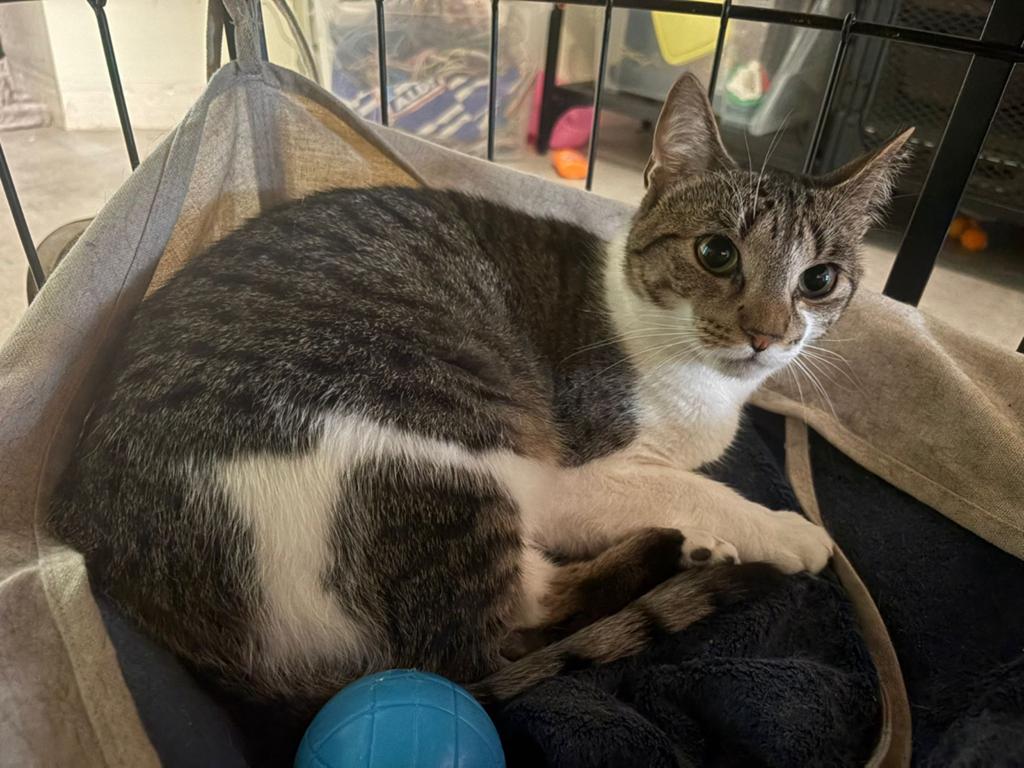 Poes Beau, Poes, Kortharig, 0 tot 2 jaar
