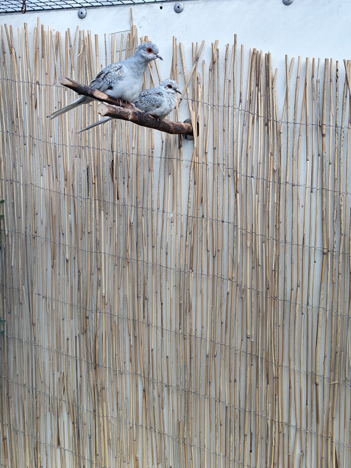 Diamantduifjes koppeltje, Meerdere dieren