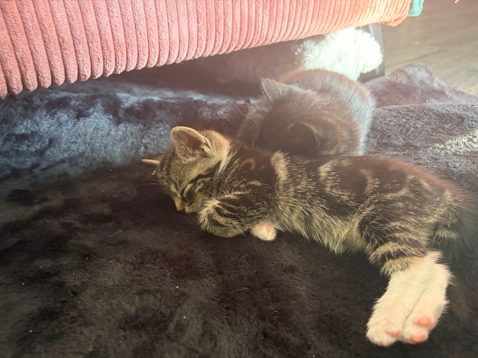 Kittens, Dieren en Toebehoren, Katten en Kittens | Overige Katten, Kater