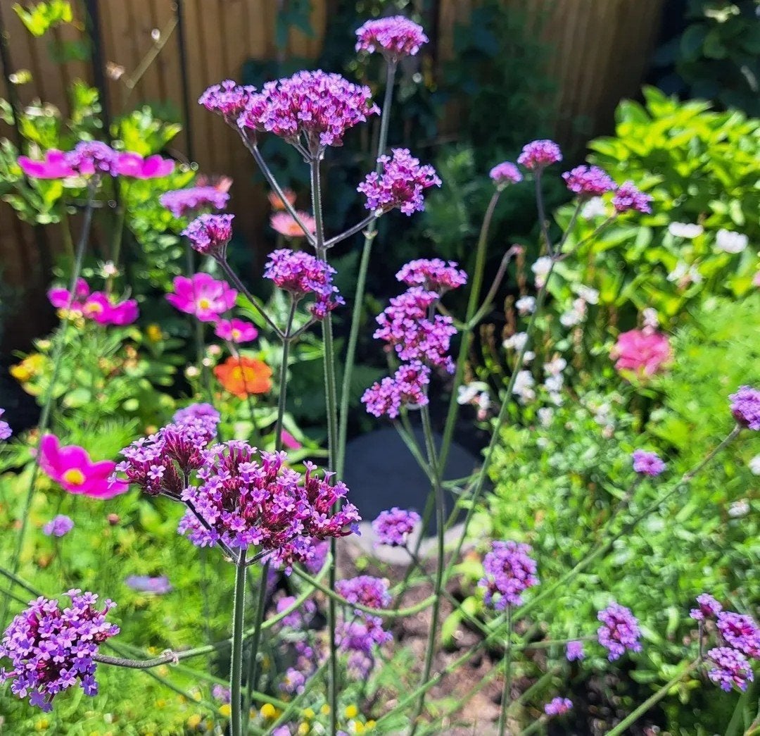 Zaadjes ijzerhard/verbena, Ophalen of Verzenden, Volle zon