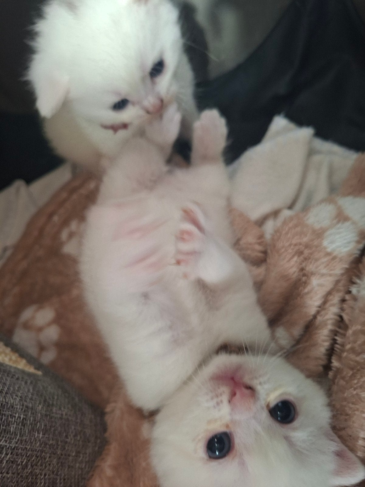 Britse korthaar kittens 2 witte katertjes 12 augustus geb., Kater, Kortharig, 0 tot 2 jaar