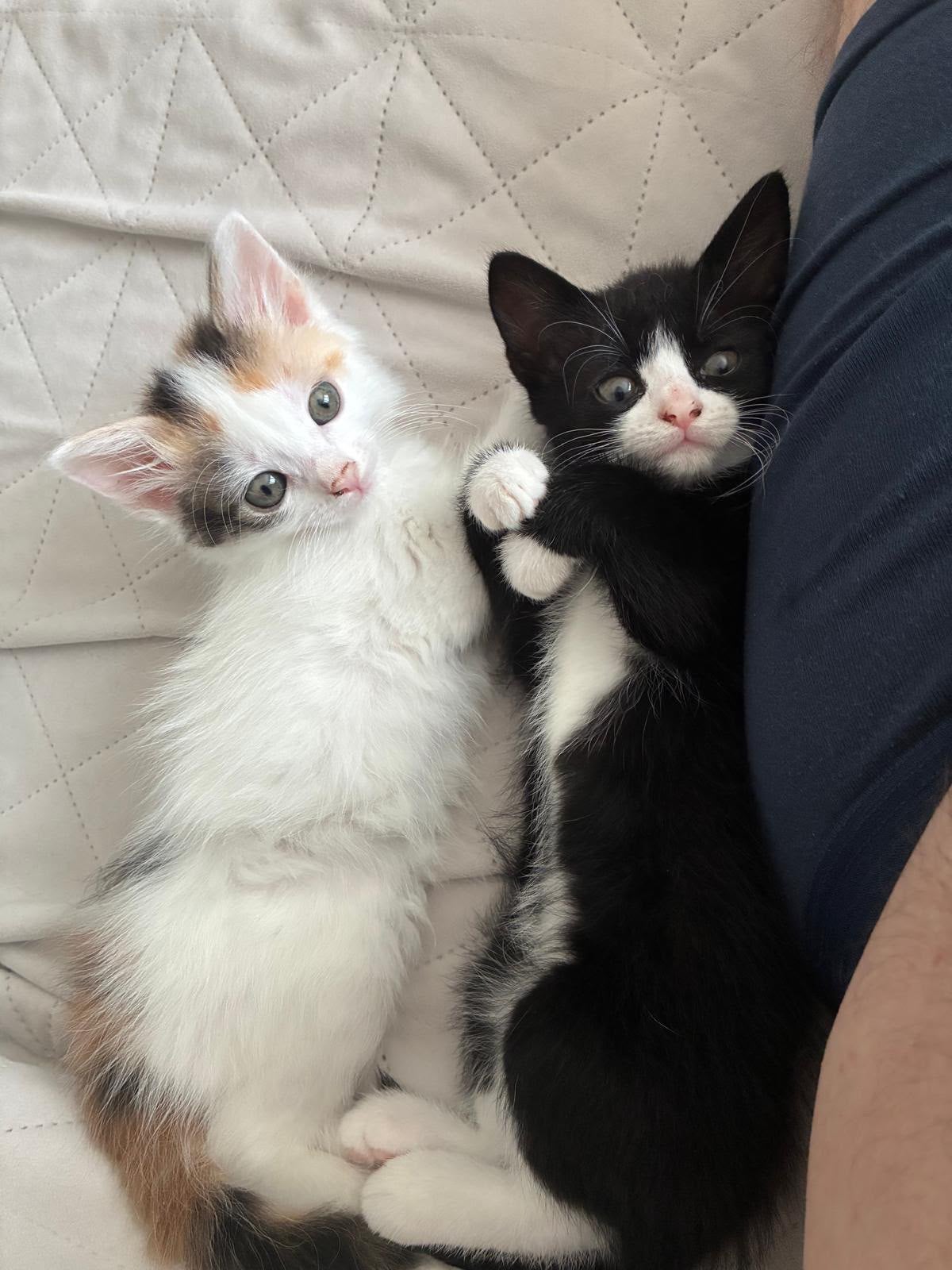 Kittens te koop, Poes