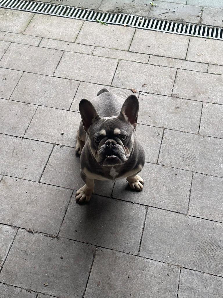 Franse Bulldog teefje, Dieren en Toebehoren, Honden | Bulldogs, Pinschers en Molossers, België, Particulier, 1 tot 2 jaar, Teef