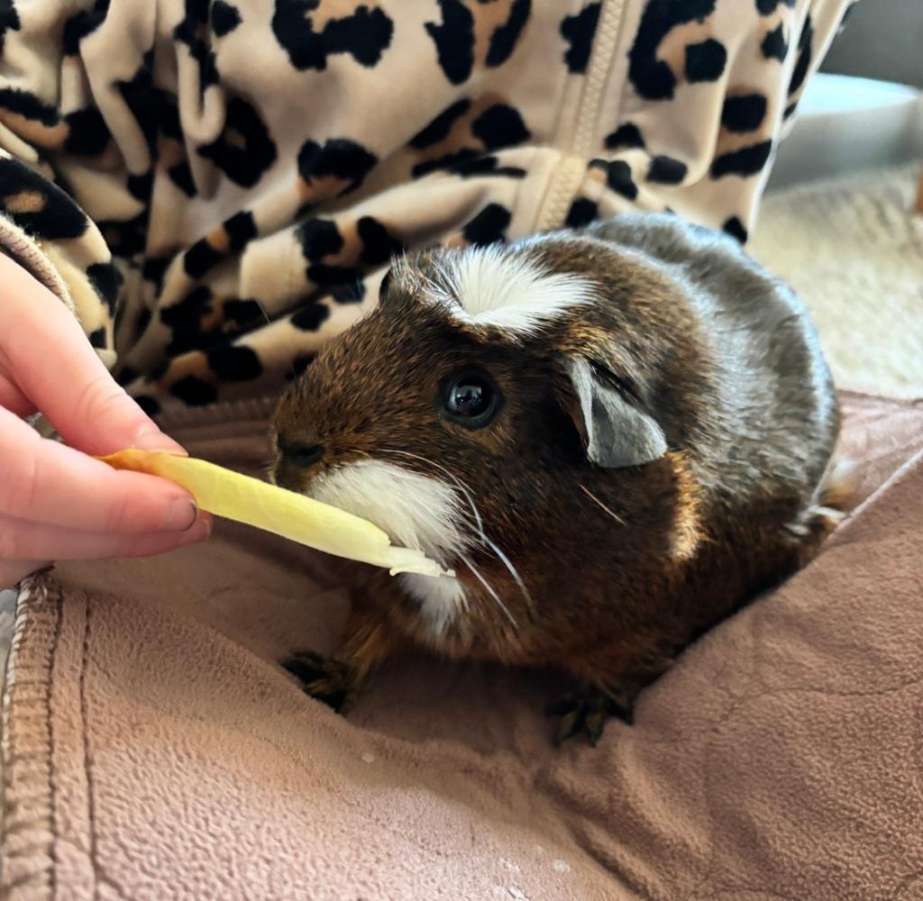 2 cavia’s met verblijf en toebehoren (compleet), Dieren en Toebehoren, Knaagdieren, Cavia, Meerdere dieren, Tam, September