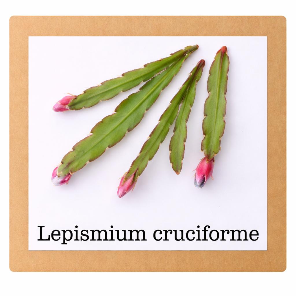 29. lepismium cruciforme stekje €1,50, Ophalen of Verzenden, Halfschaduw, Minder dan 100 cm