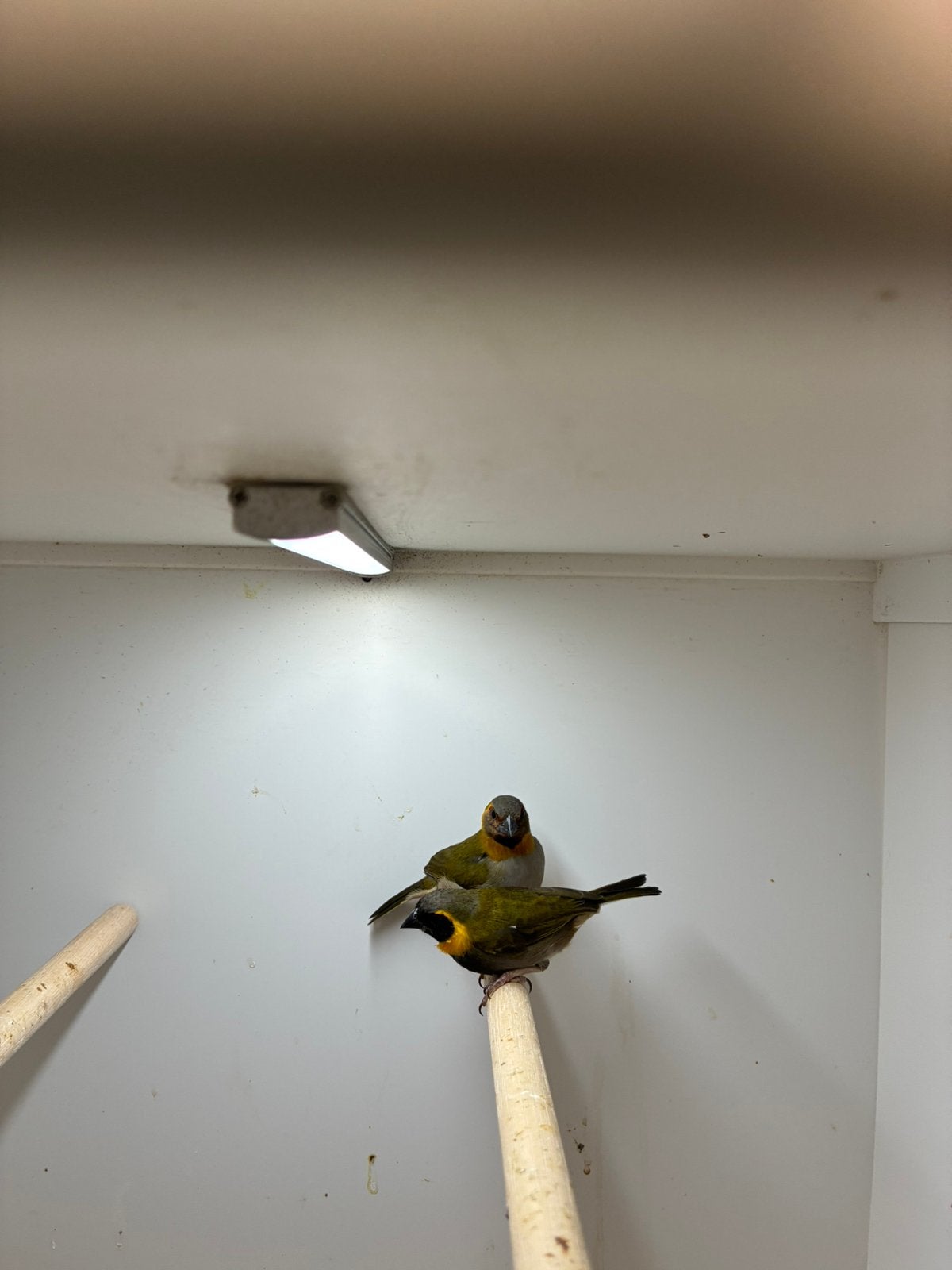 een koppel cubavinkjes, Meerdere dieren