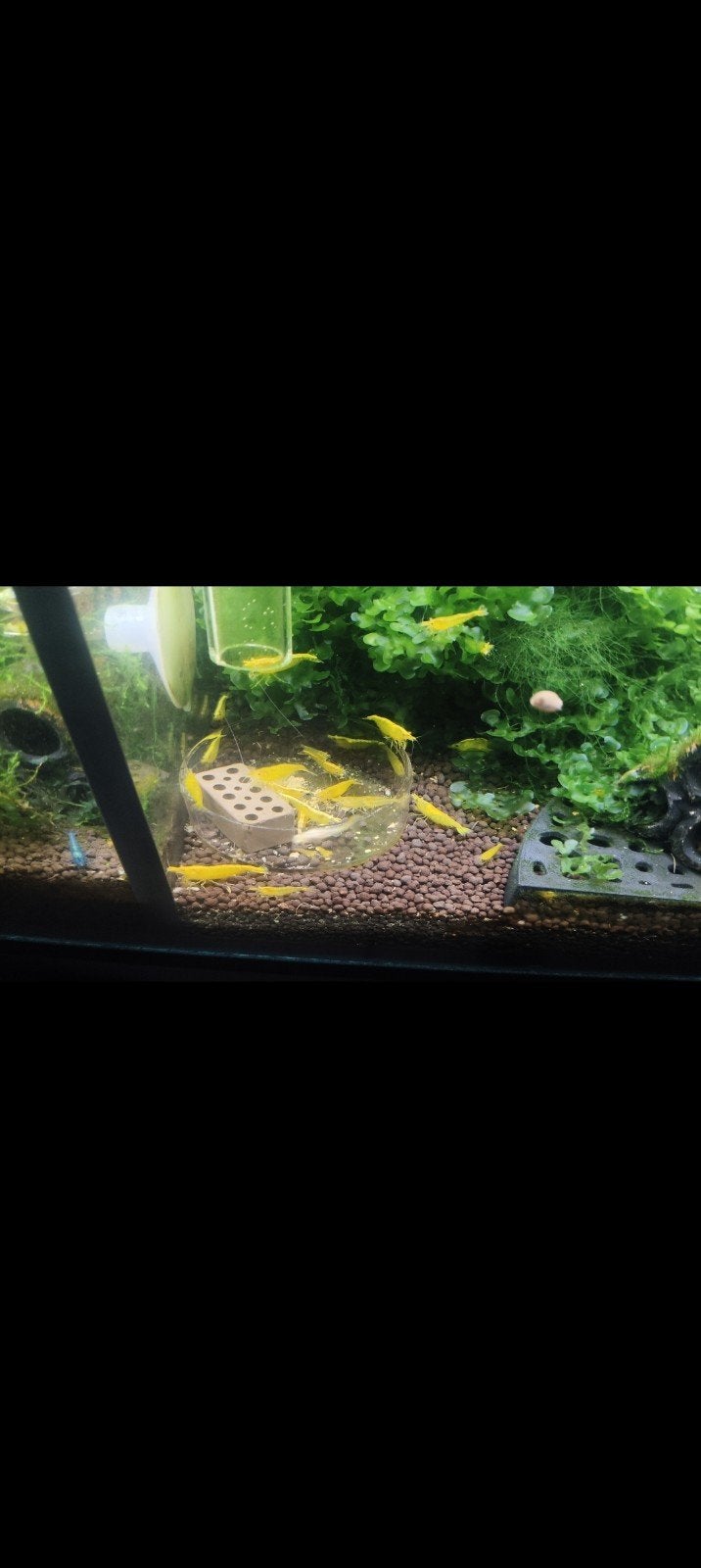gele garnaal neocaridina, Kreeft, Krab of Garnaal, Zoetwatervis, Schoolvis