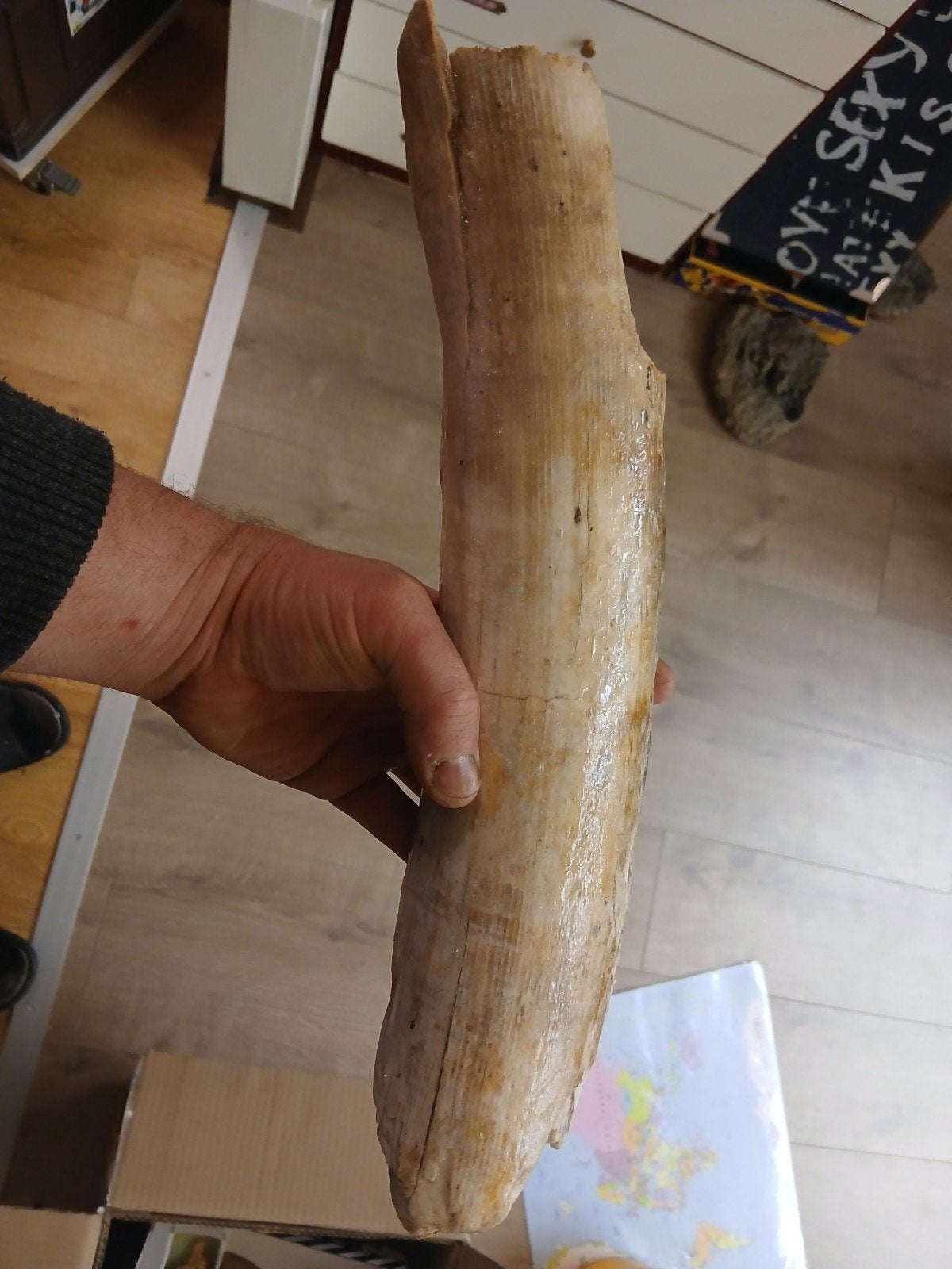 Grote mammoet slagtand- Fossiel, Verzamelen, Ophalen of Verzenden, Fossiel