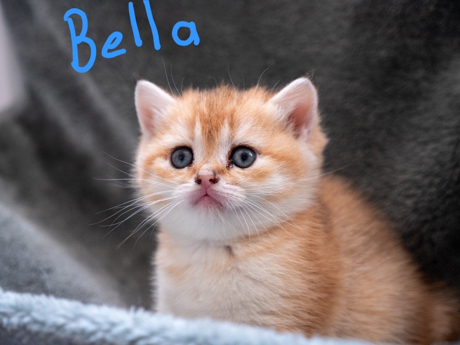 Prachtige British Shorthair kittens beschikbaar, Meerdere dieren, Gechipt