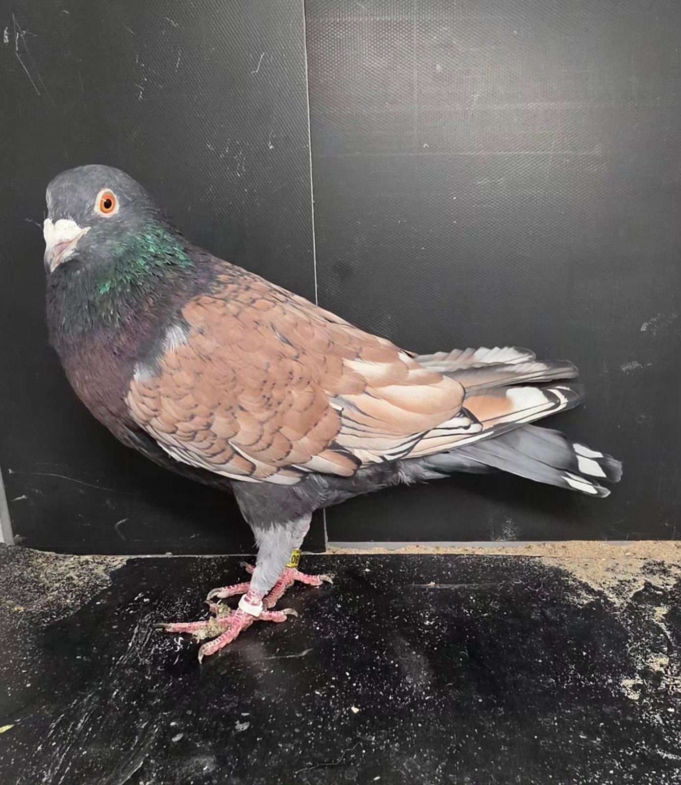 Mooie frillstencil doffer, Dieren en Toebehoren, Vogels | Duiven, Mannelijk, Postduif