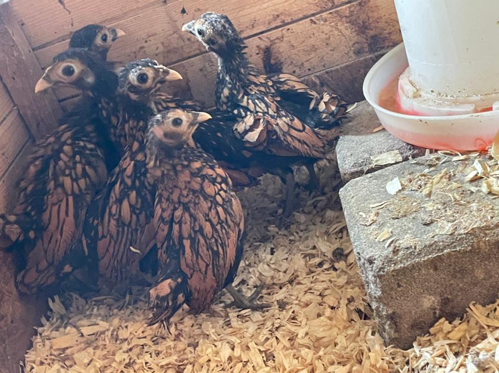 Sebright kuikens, Dieren en Toebehoren, Pluimvee, Meerdere dieren, Kip