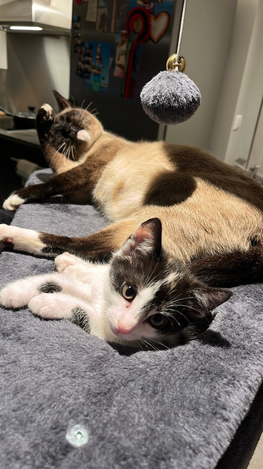 Leukste sociale kruisings kittens, Meerdere dieren, Kortharig, 0 tot 2 jaar