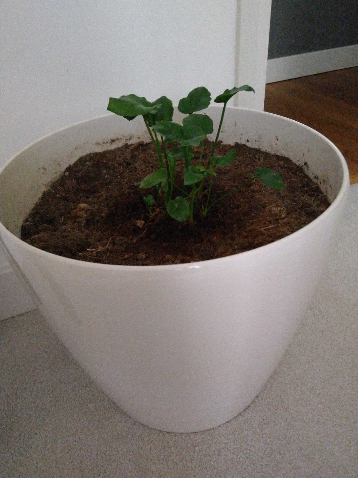 Elho kunststof bloempot, wit, voor binnen of buiten, Tuin en Terras, Bloempotten, Kunststof, Gebruikt, 40 cm of meer, Rond