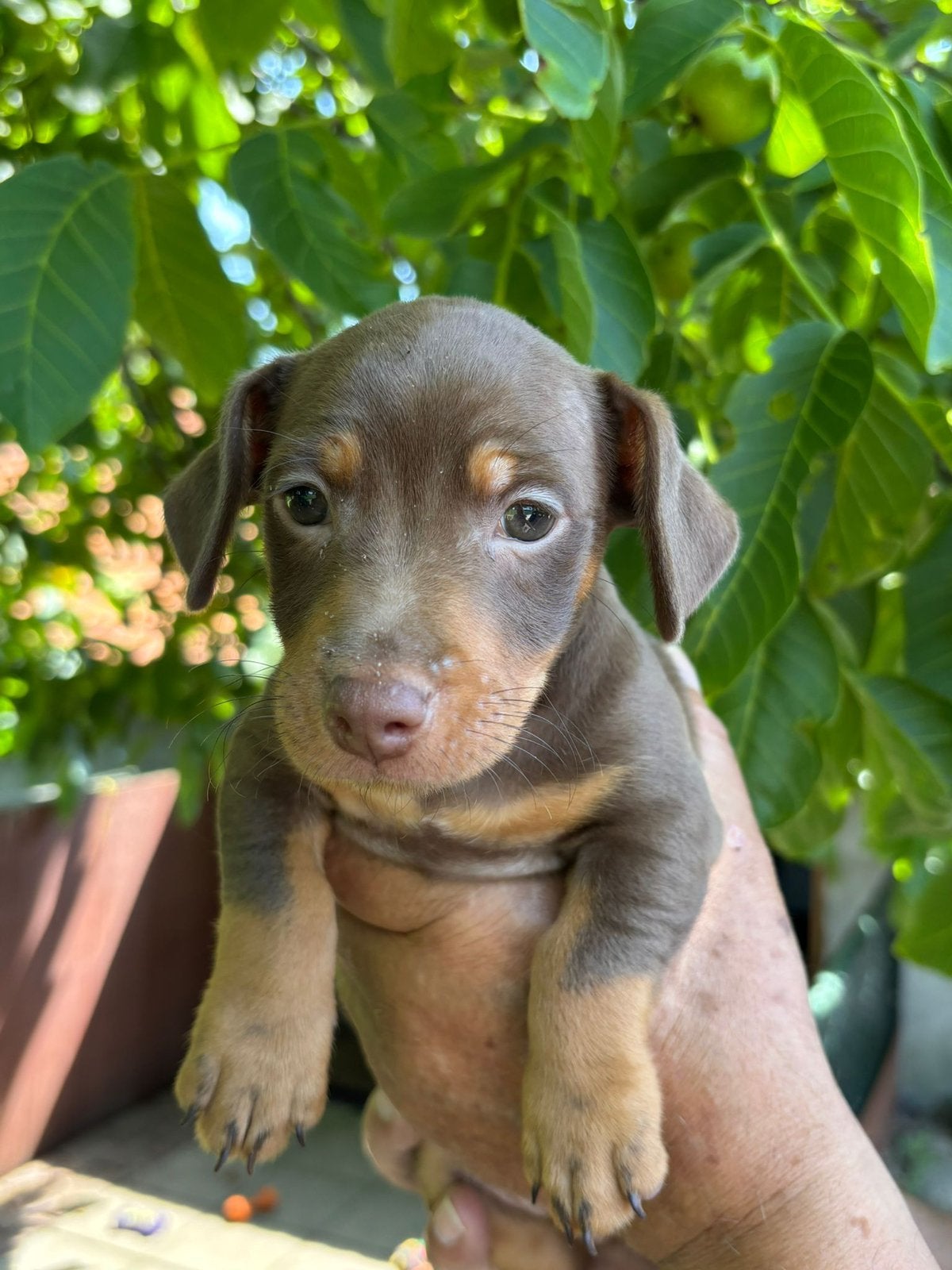 Prachtige Jack Russel pups te koop, Parvo, Jack Russell Terriër, 8 tot 15 weken, Meerdere