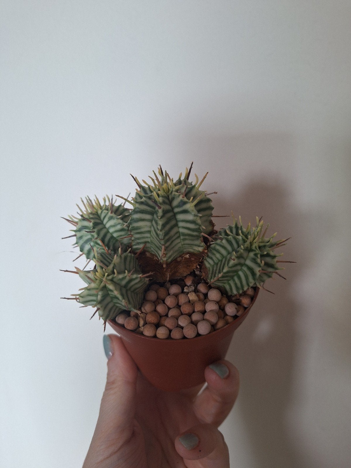 Euphorbia Melofromis Variegeta, Ophalen of Verzenden