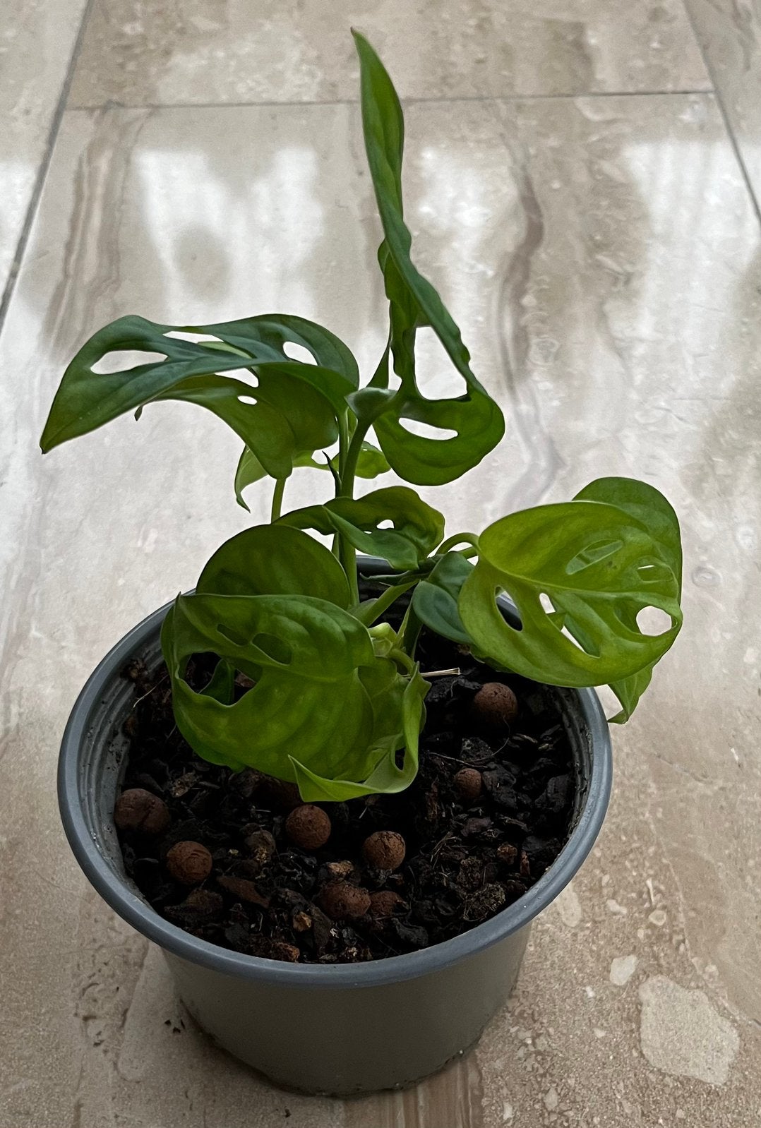 Mooie Monstera Adansonii, Ophalen of Verzenden, Halfschaduw, Minder dan 100 cm
