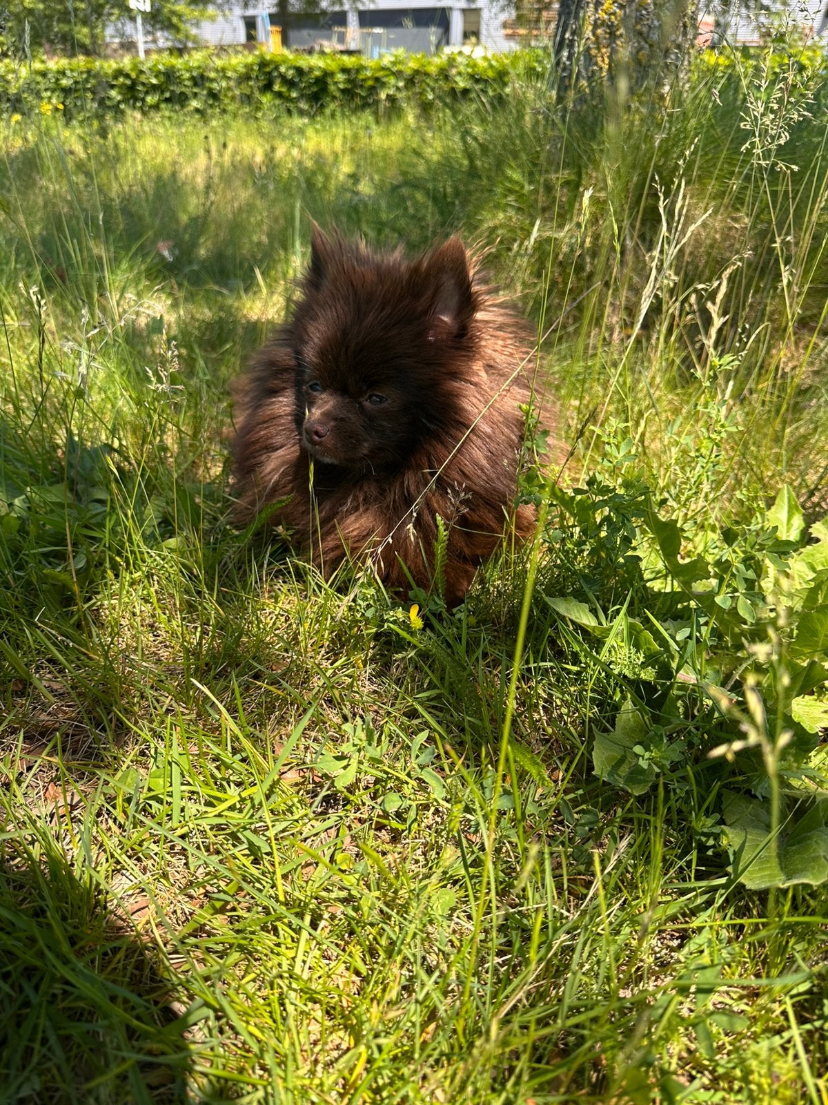 Pomeriaan teefje choco merle, 1 tot 2 jaar, Teef, Parvo, Eén hond