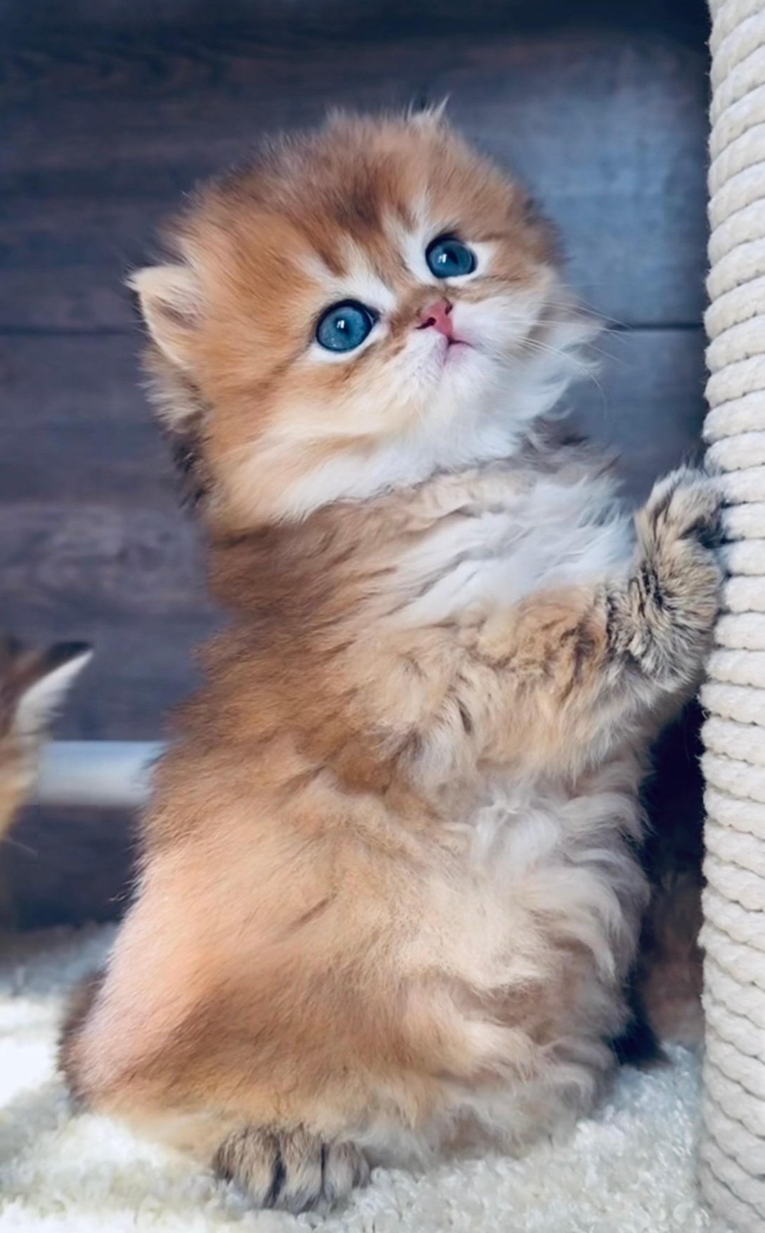 Britse korthaar kittens, Meerdere dieren, Ontwormd