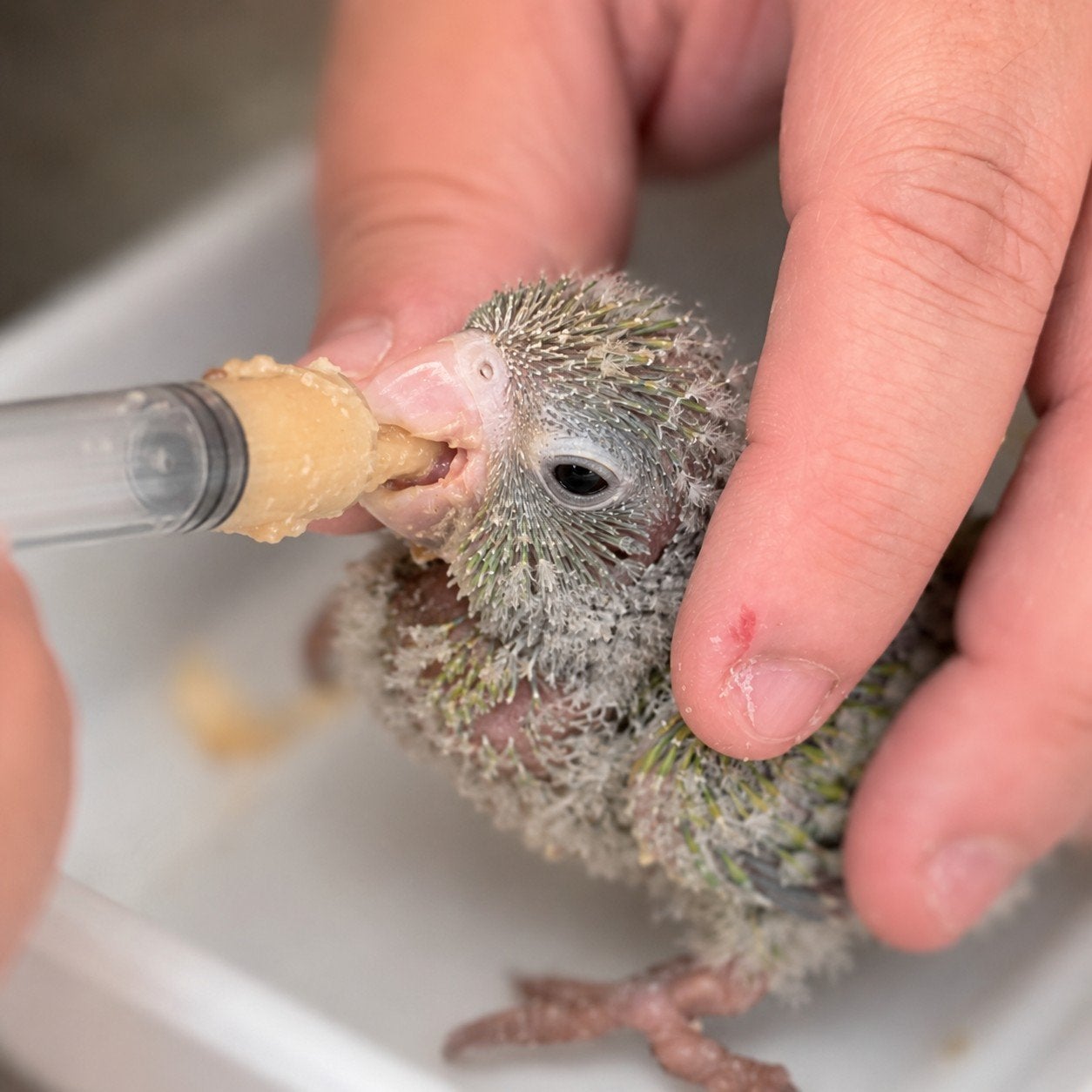 Vogel opvang parkieten &papegaaien, Meerdere dieren, Parkiet