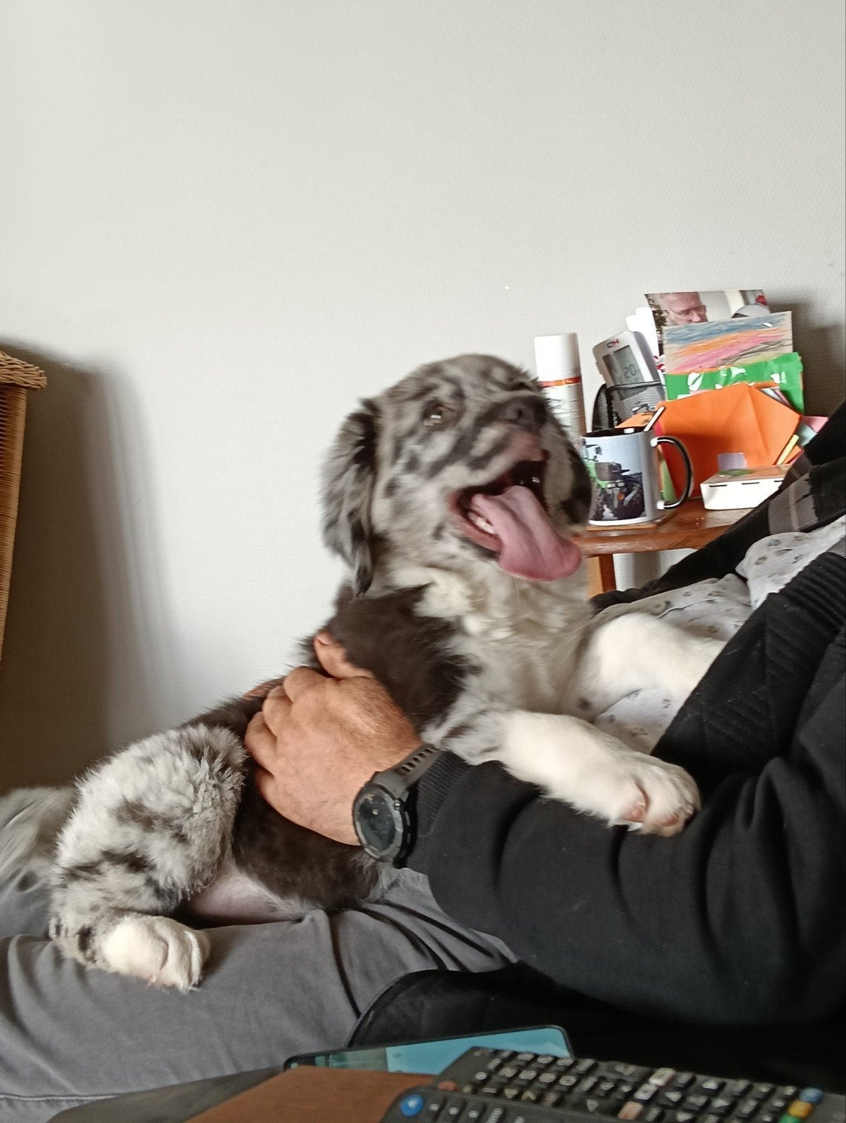 te koop prachtige friese stabij x australian shepperd pup