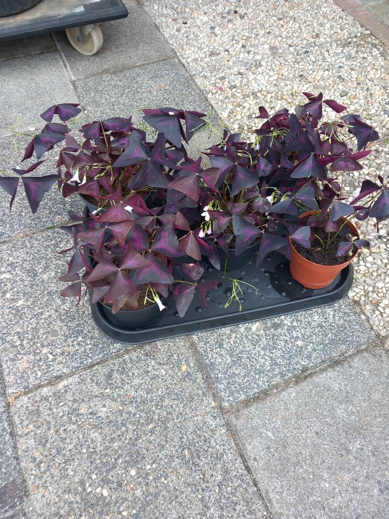 Klaverzuring,rode klaverzuring,geluksklaver,klaver,oxalis, Ophalen, Overige soorten, Halfschaduw, Minder dan 100 cm