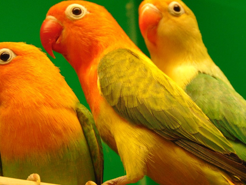 Keus in agapornissen in Assen., Meerdere dieren, Dwergpapegaai of Agapornis, Geringd