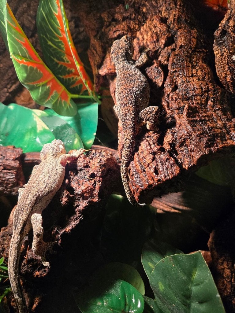 2 Rhacodactylus Auriculatus (Gargoyle gecko vrouw, Hagedis, Tam, 3 tot 6 jaar