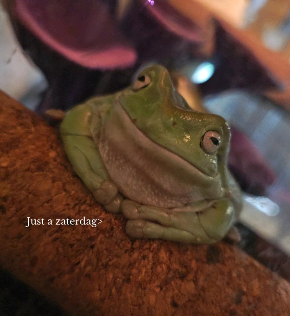 Koraalteenboomkikker - Litoria Caerulea Frog - unknown for sale from Mice and More Rodentry