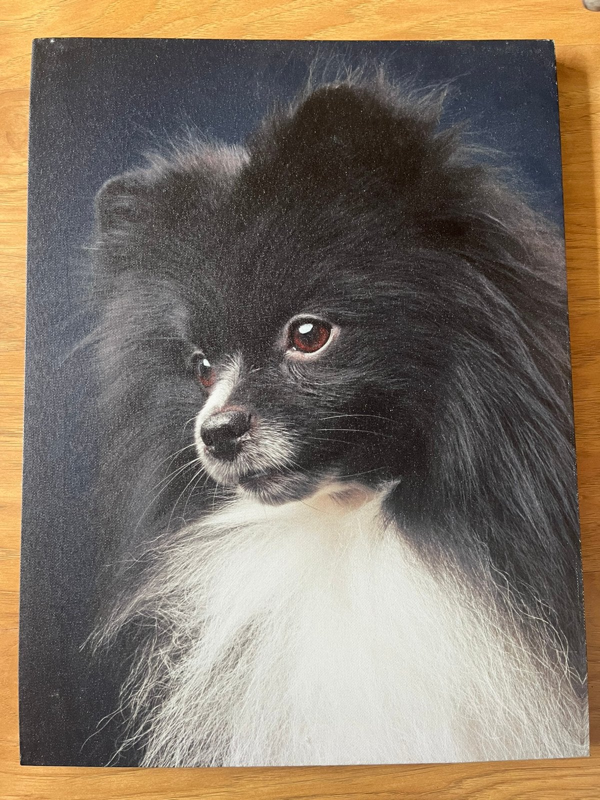 Canvas hondje Pomeriaan / Dwergkeeshond, Ophalen of Verzenden, Schilderij, Minder dan 50 cm
