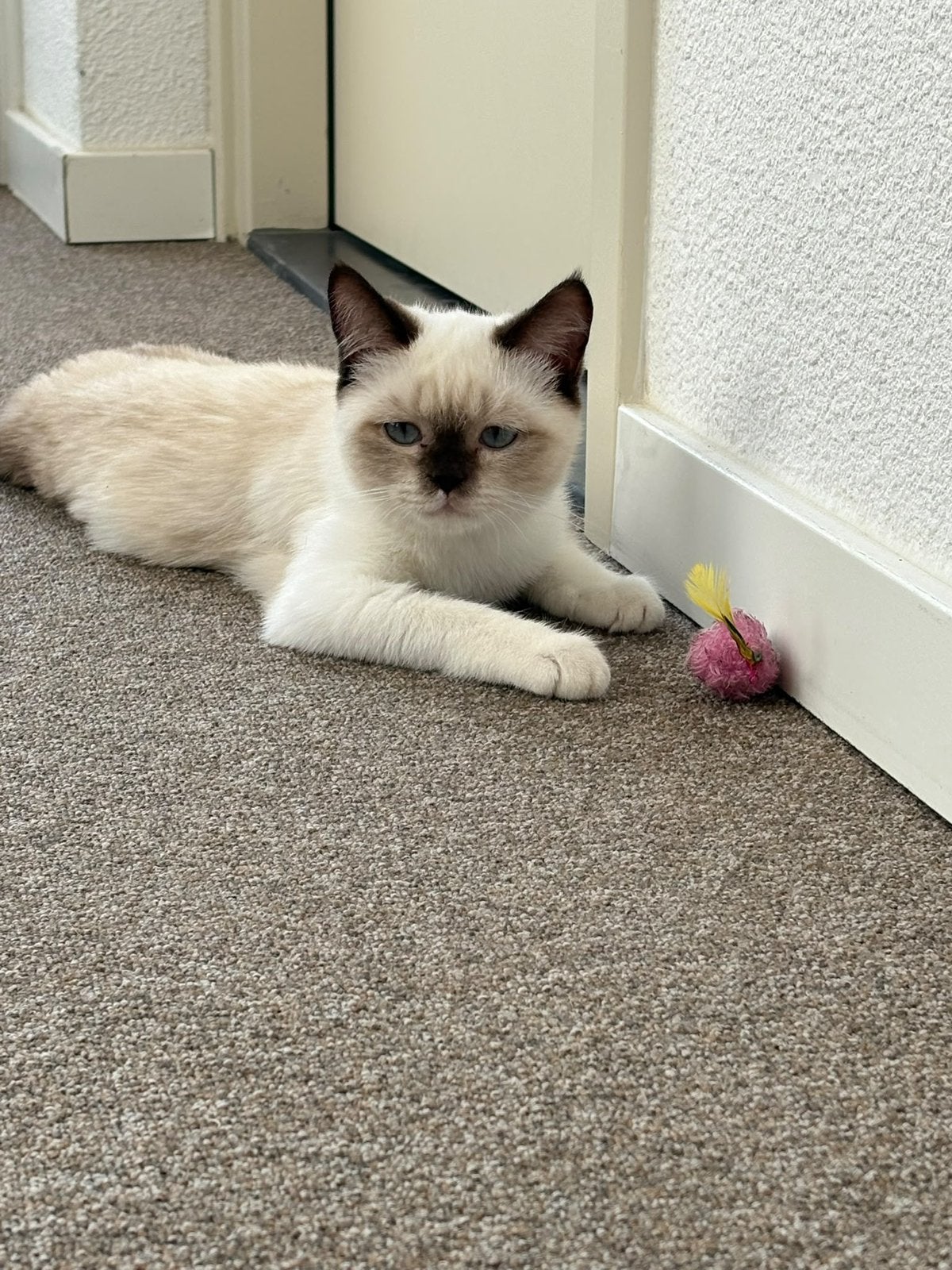 Mooie britse korthaar, Dieren en Toebehoren, Poes, 0 tot 2 jaar
