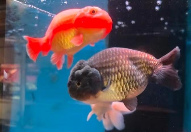 Ranchu goudvis XXL - Koidream Valburg, Dieren en Toebehoren, Vis, Zoetwatervis