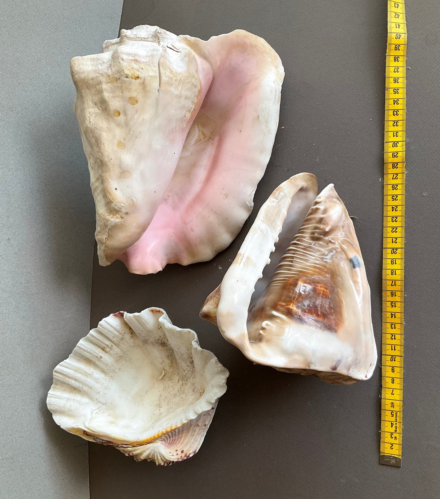 Schelpen, 7 stuks, waaronder 3x Conch schelp, Ophalen, Zo goed als nieuw