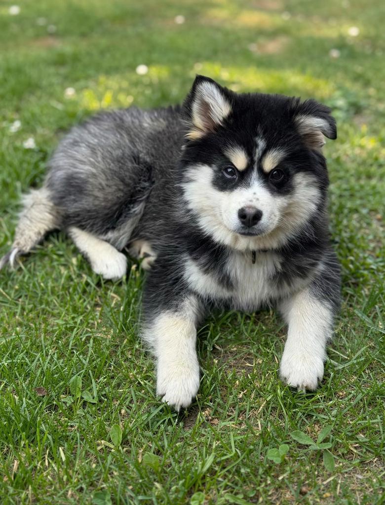 Lief en gezond Pomsky F3 puppy teefje mini husky pup, Dieren en Toebehoren, 8 tot 15 weken, Teef, Parvo, Eén hond