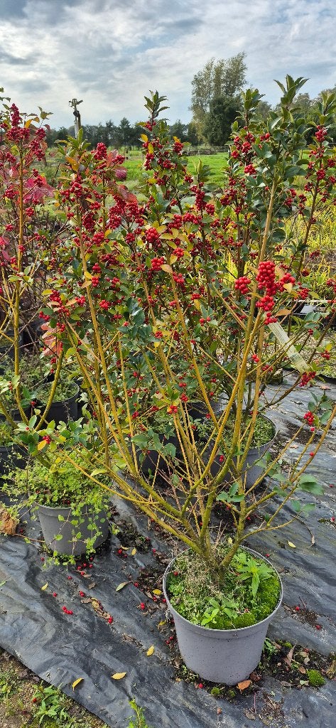 RESTPARTIJ 5 stuks ILEX 'BLUE MAID', Ophalen, Hulst, Struik, Minder dan 100 cm