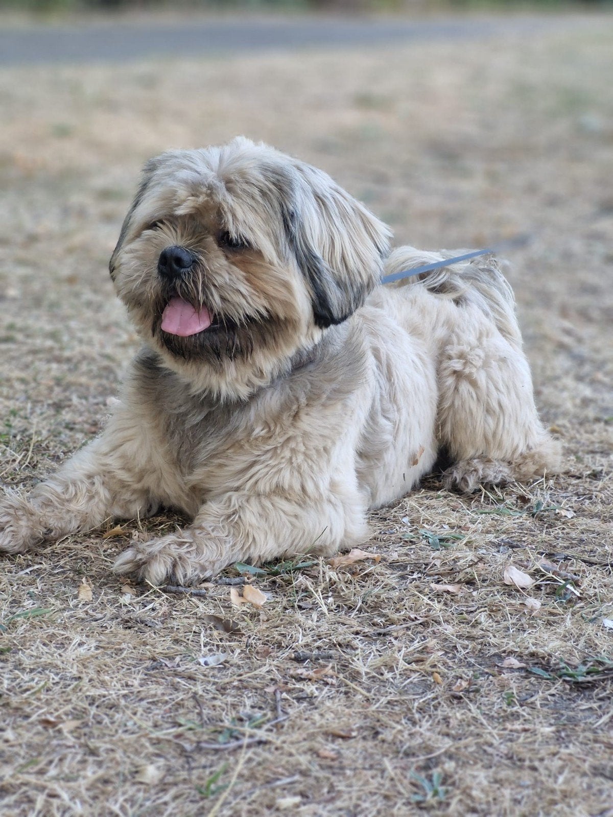 Dekreu mailo NIET TE KOOP, Reu, 1 tot 2 jaar, Parvo, Eén hond