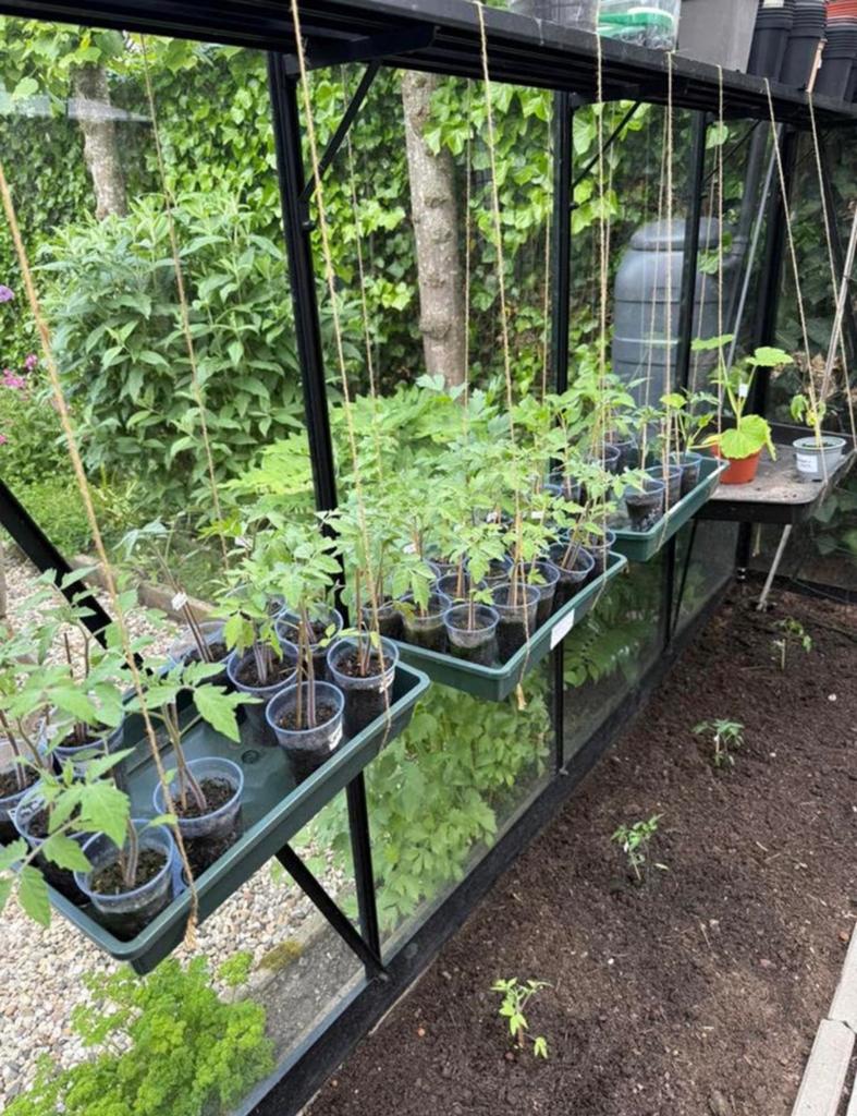 Mooie Biologische tomatenplantjes diverse soorten, Tuin en Terras, Ophalen of Verzenden, Eenjarig, Groenteplanten, Volle zon