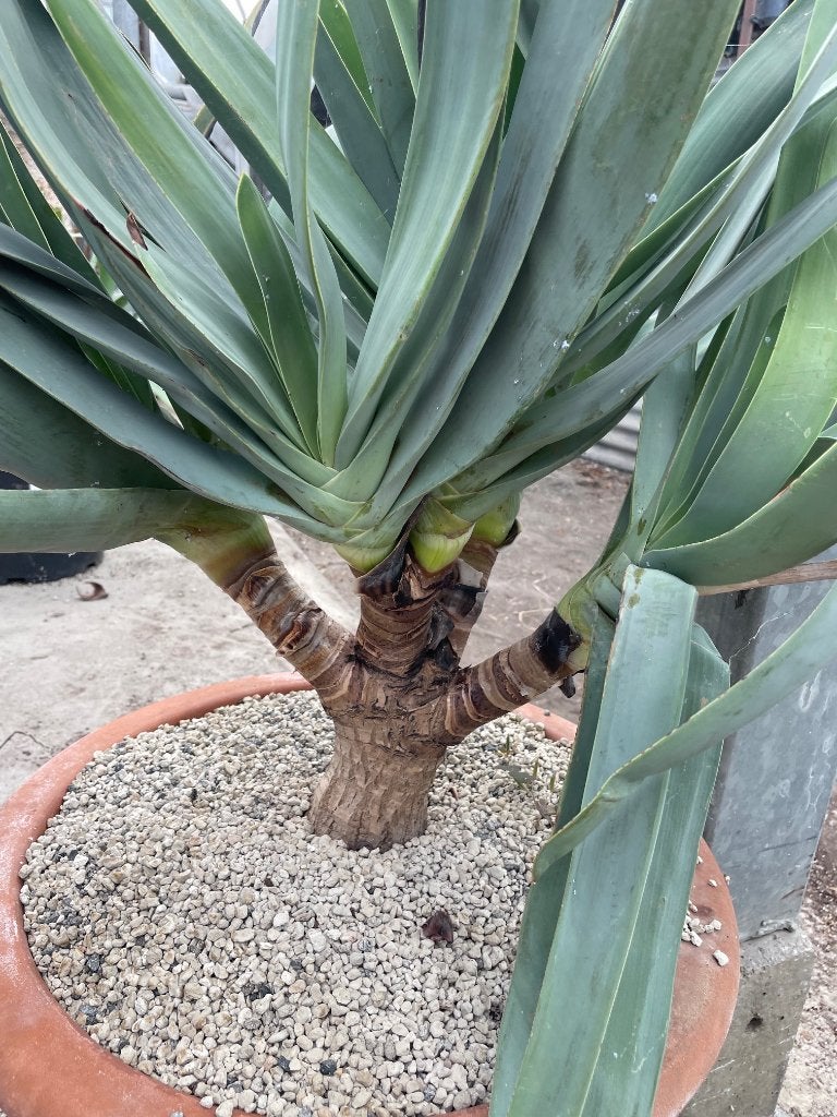 Aloe Plicatilis uit Zuid Afrika in de 40 cm pot 80-90cm hoog, Vetplant, Ophalen of Verzenden, In pot, Minder dan 100 cm