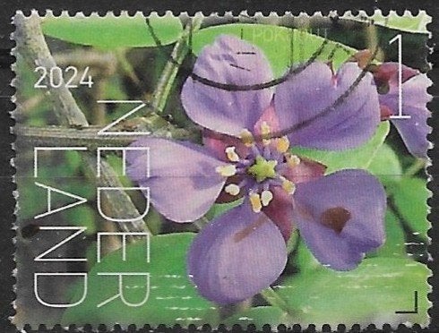 Nederland 2024 nvph 4219 FLORA BONAIRE - POKHOUT    lees!!!!, Verzenden, Na 1940, Gestempeld