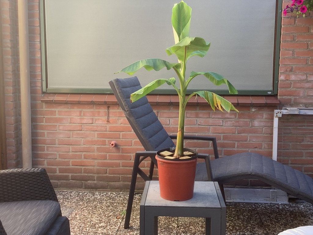 Bananenplant ( Musa basjoo ), Tuin en Terras, Ophalen, Vaste plant, Fruitplanten, Halfschaduw