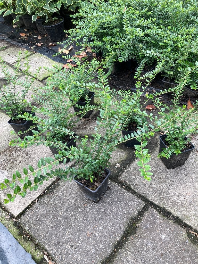 Lonicera nitida Elegant 30-40 cm struikkamperfoelie, Ophalen, Overige soorten, Volle zon