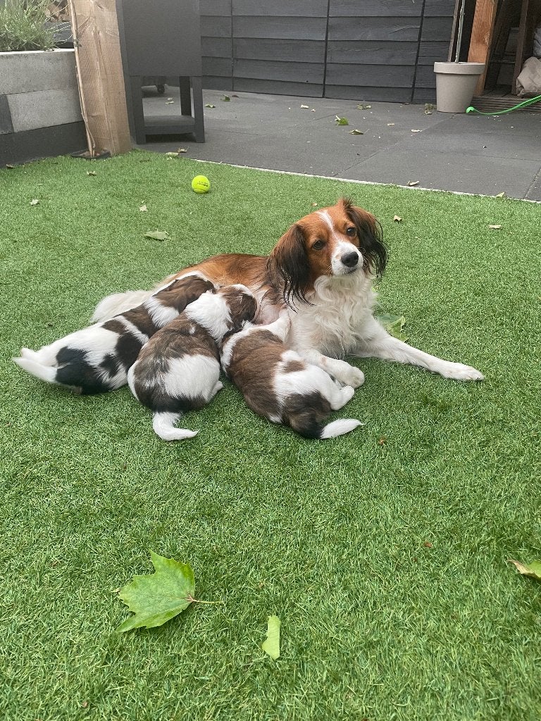 Kooiker pups, Parvo, Overige rassen, 8 tot 15 weken, Meerdere