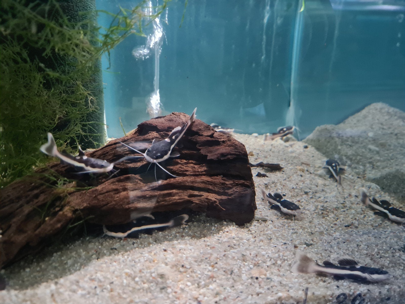 Roodstaartmeerval, rtc, Phractocephalus Hemioliopterus, Vis, Zoetwatervis
