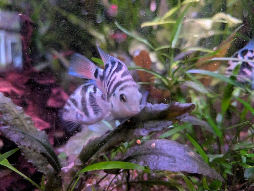 Zebra cichliden, Vis