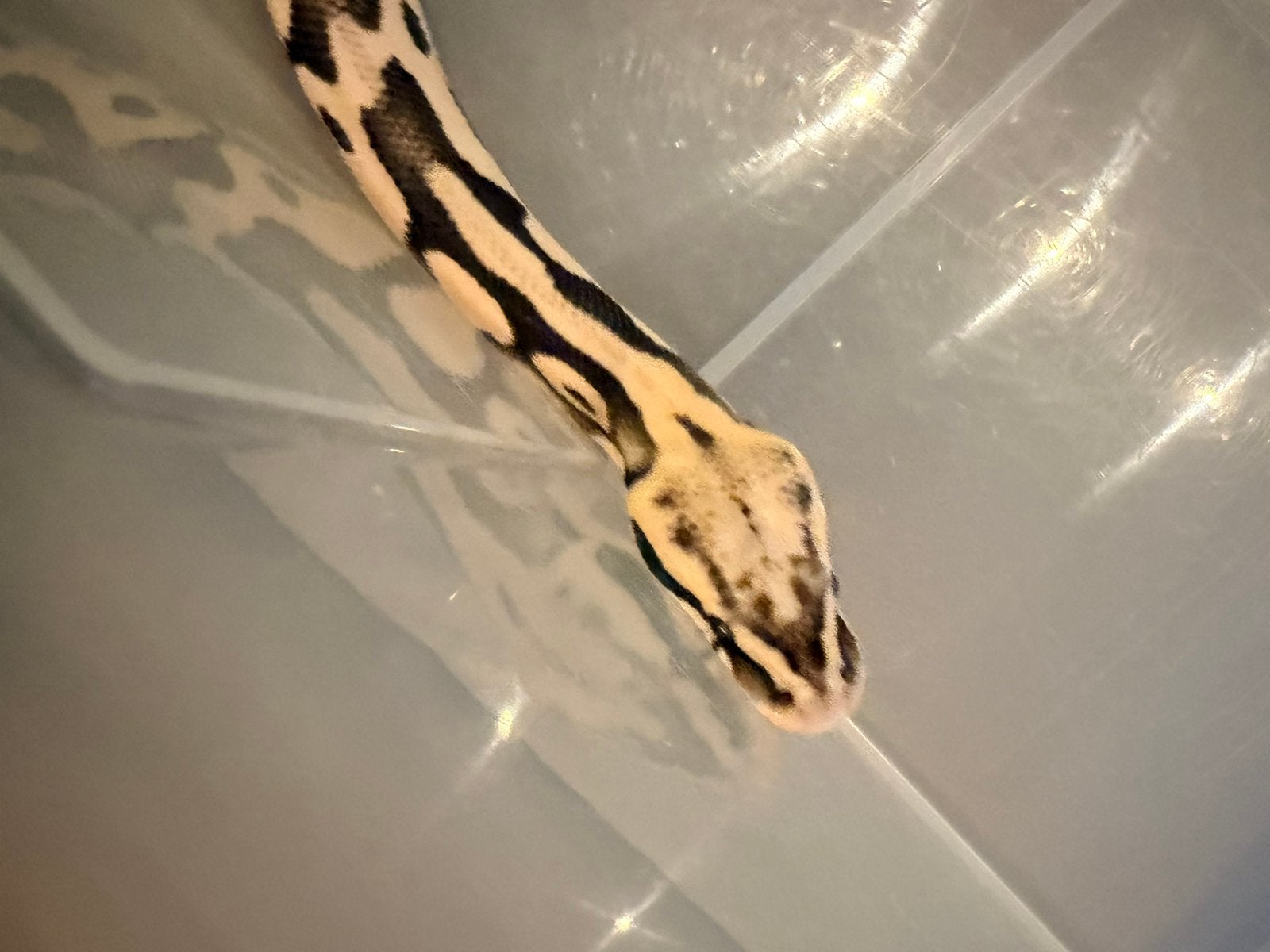 Mooie koningspython 1.0 Ball Python photo 3