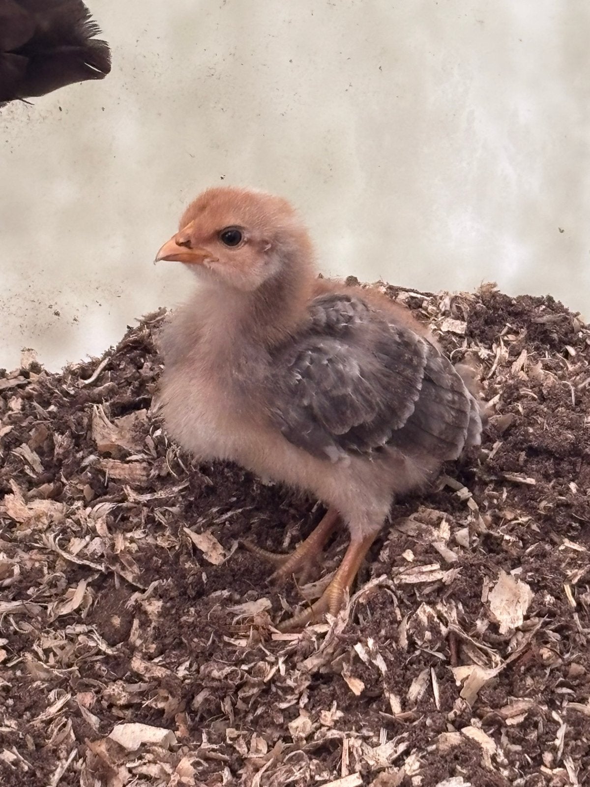 Bielefelder Kennhuhn kuiken, Mannelijk, Kip