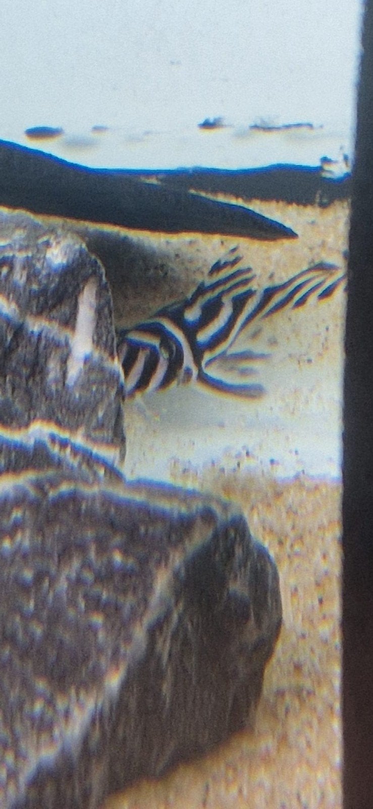 Kweekgroep L46 zebra pleco, Vis