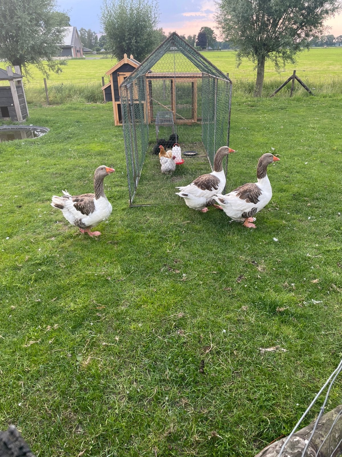 3 ganzen, Dieren en Toebehoren, Pluimvee, Meerdere dieren, Gans of Zwaan