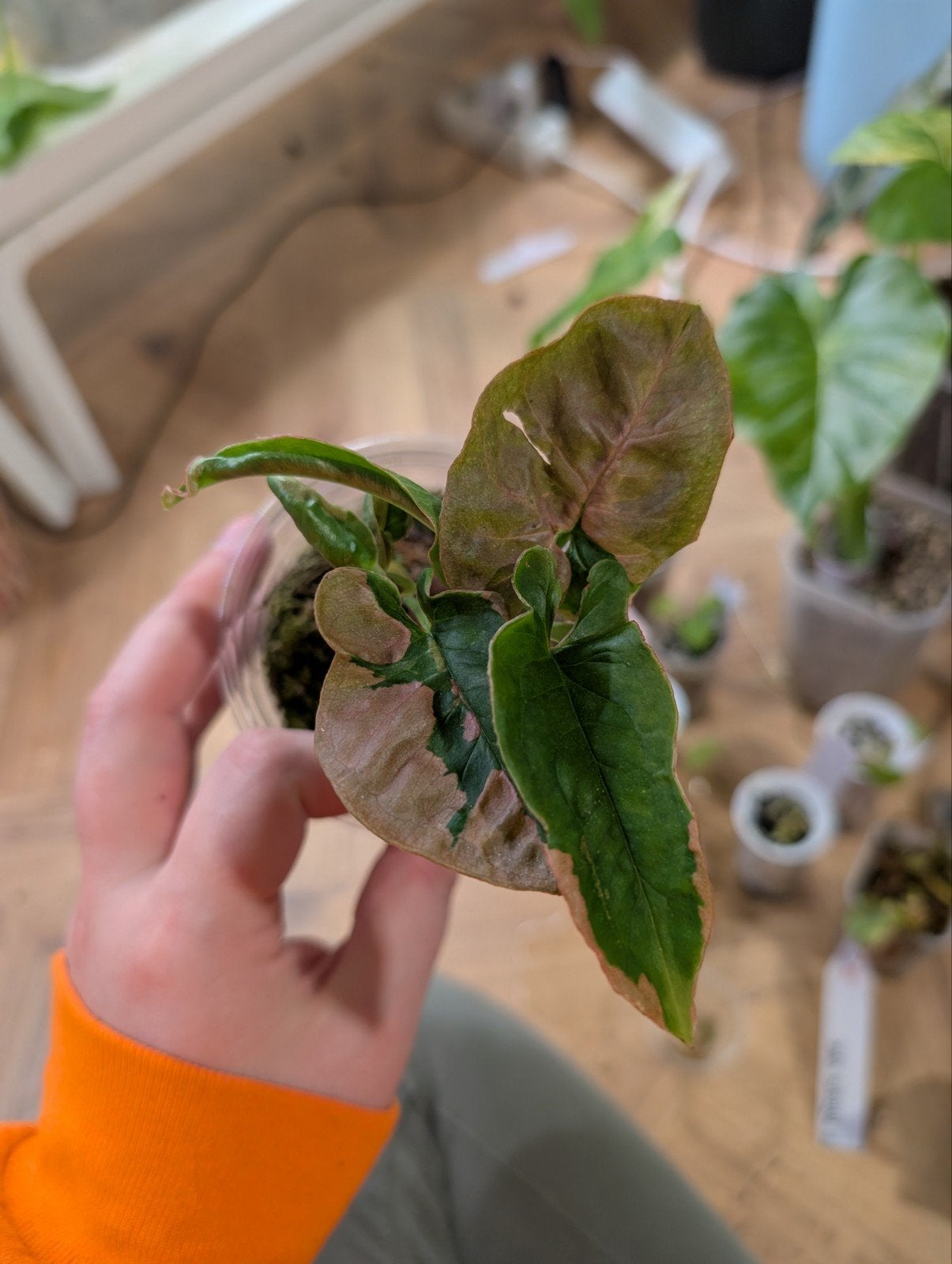 syngonium Pink lava, Ophalen of Verzenden, Halfschaduw, Minder dan 100 cm